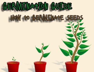 how to germinate seeds